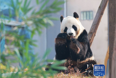 中国大熊猫保护研究中心